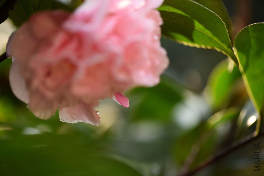 DSC_3960.jpg