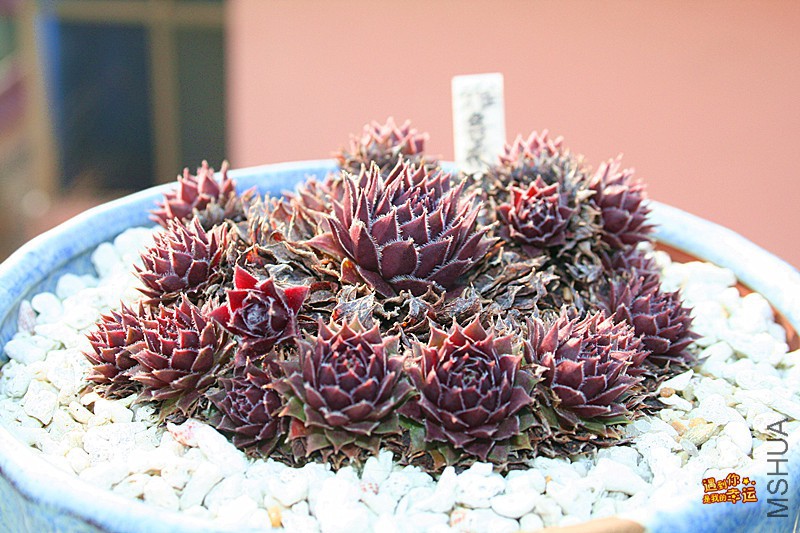 ��Ƭ 219_����.jpg