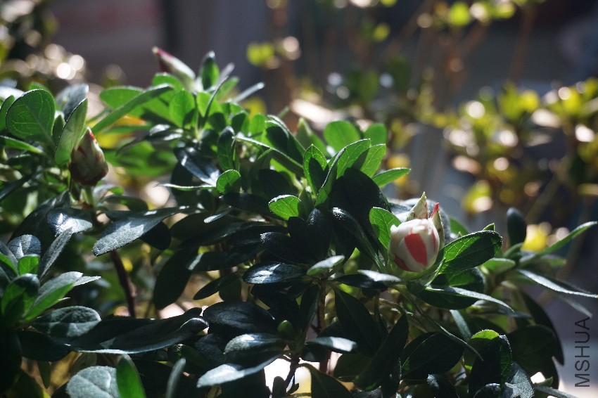 DSC02785.JPG