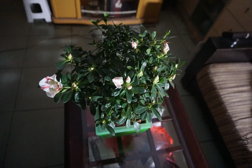 DSC02788.JPG