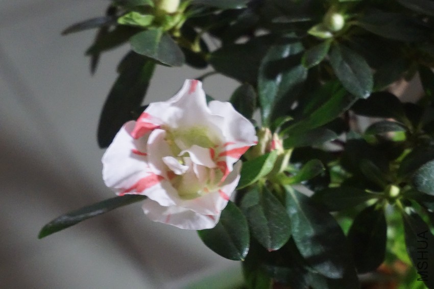 DSC02789.JPG