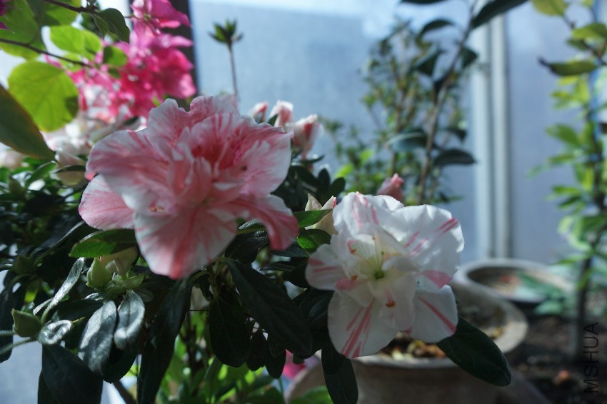 DSC02799.JPG
