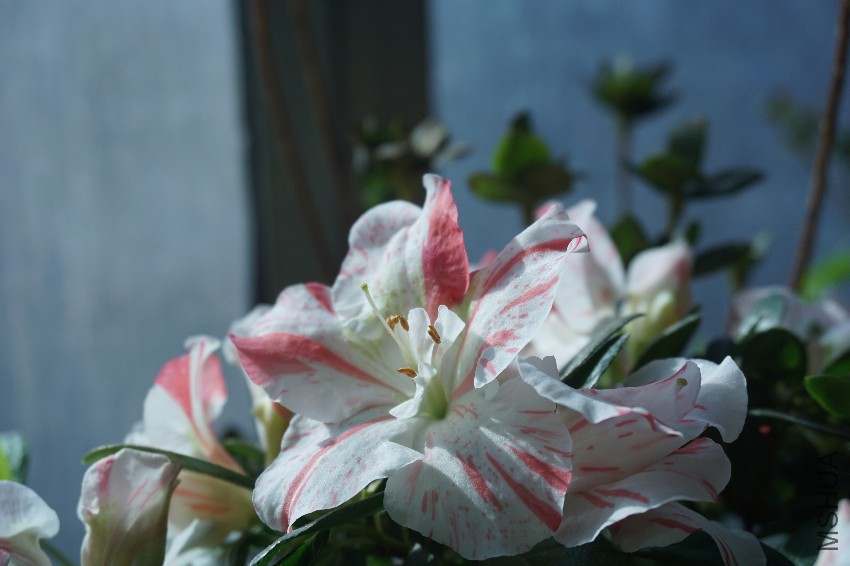 DSC02805.JPG