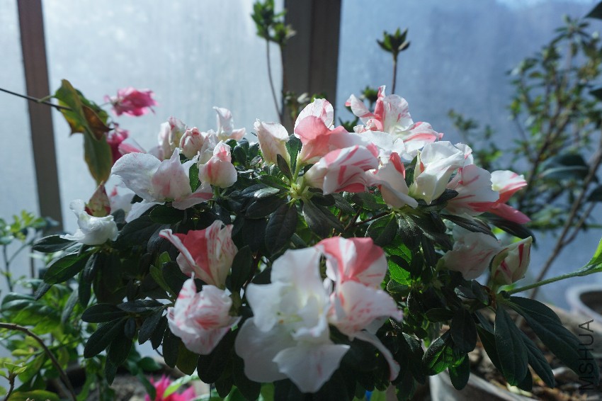 DSC02806.JPG