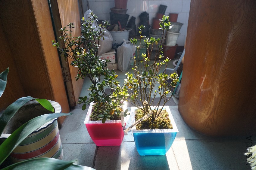 DSC02779.JPG