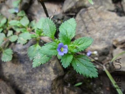 891 - Stemodia verticillata(2).JPG