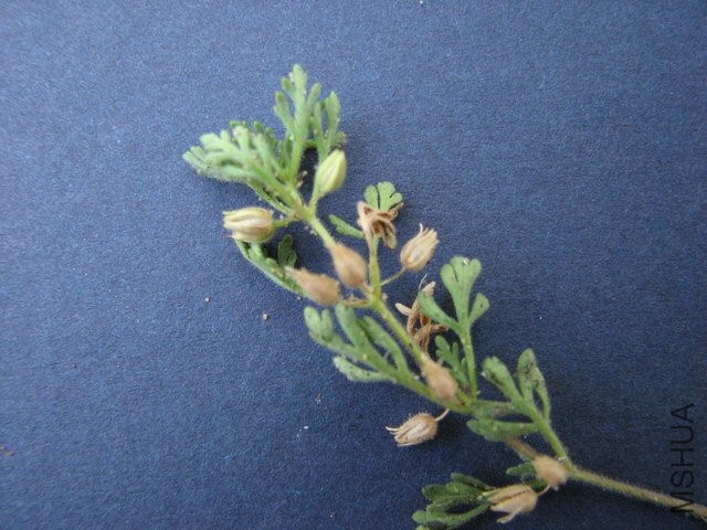 plant_image1.jpg