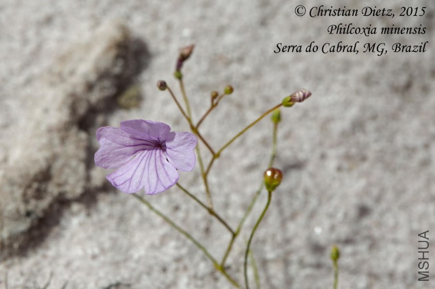 IMG_3432-philcoxia_minensis.jpg
