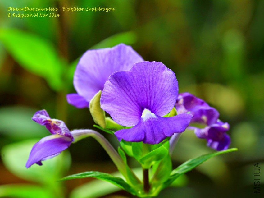 Otacanthus caeruleus - Brazilian Snapdragon 1.jpg