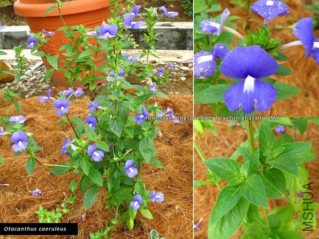 Otacanthus caeruleus.jpg