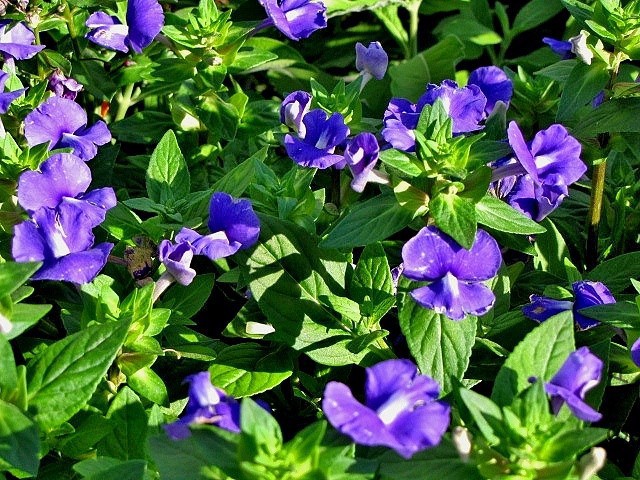 Otacanthus caeruleus.jpg