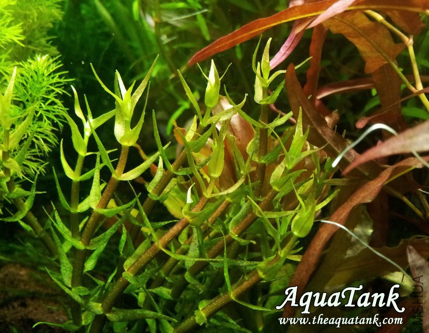 gratiola viscidula logo.jpg