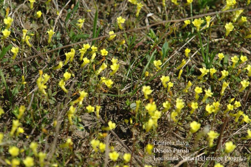 Gratiola_flava_Desoto.jpg