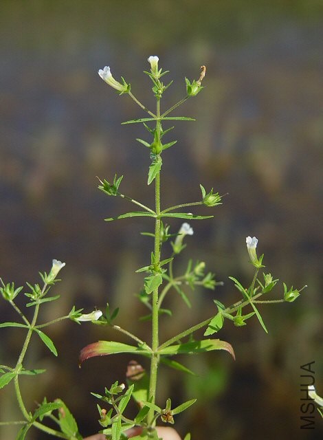 Gratiola_neglecta_plant.jpg