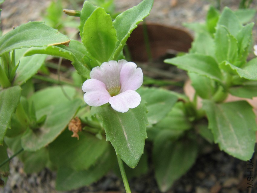 Gratiola_peruviana.jpg