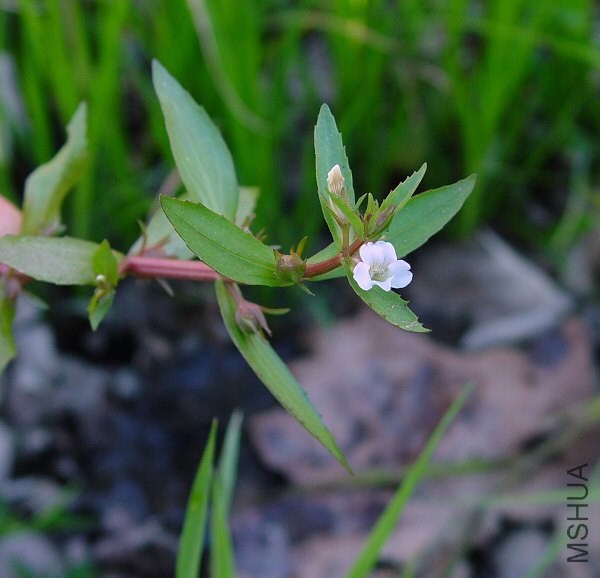 Gratiola_virginiana_plant.jpg