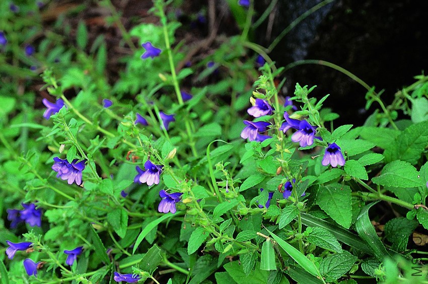 ë���� adenosma glutinosum ҩ��ֲ��.jpg