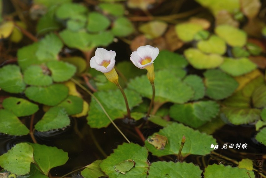 ����Trapella sinensis (1).jpg