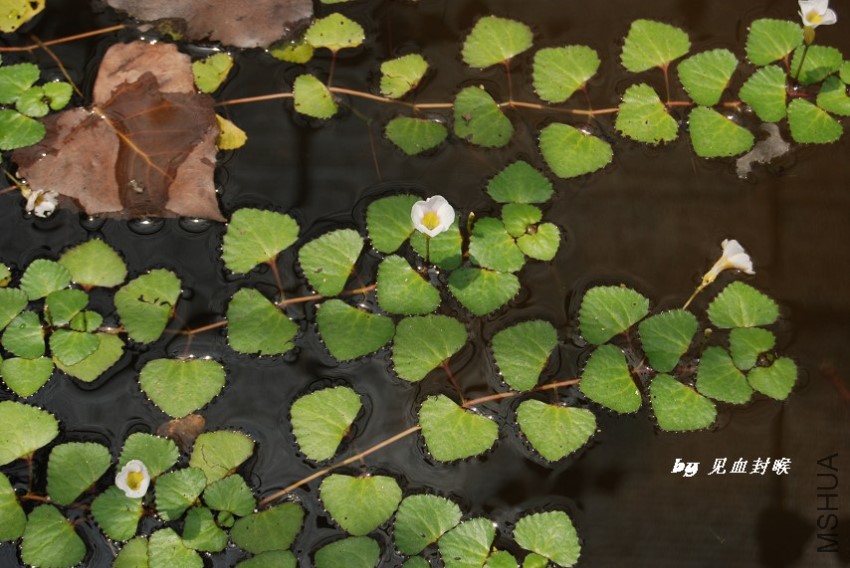 ����Trapella sinensis.jpg