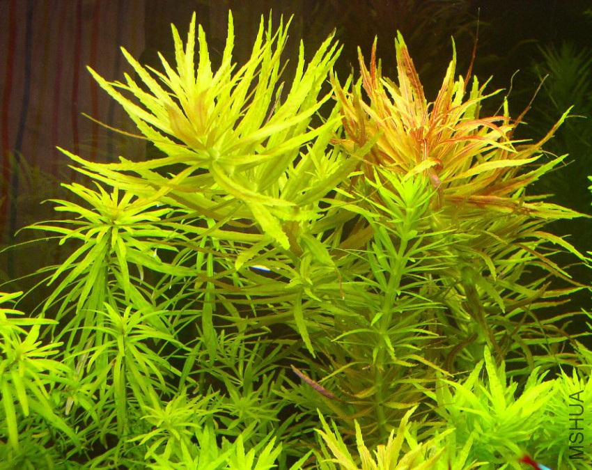 190_Limnophila_aromatica_Limnophila_aromatica_e.jpg
