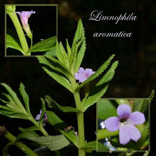 600x600_limnophila_aromatica__.jpg