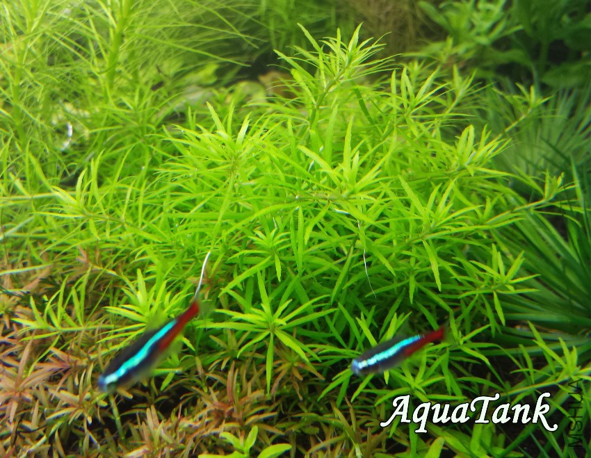 Limnophila mini Vietnam logo.jpg