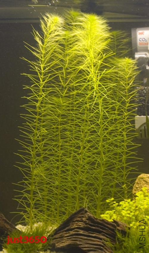 Hydrotriche hottoniiflora 3.jpg