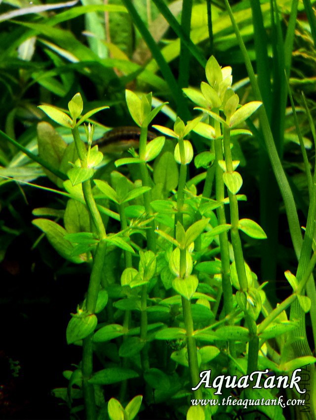 Deinostema adenocaulum logo.jpg