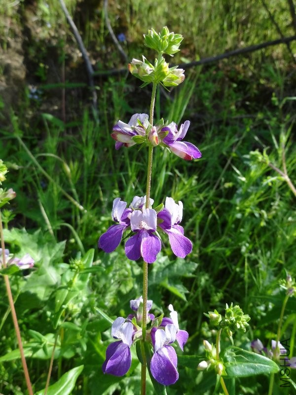 collinsia heterophylla chinese houses 6892.jpg
