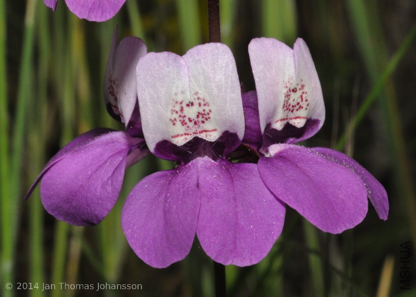 Collinsia heterophylla 3 Santa Margarita River, CA 130415.jpg