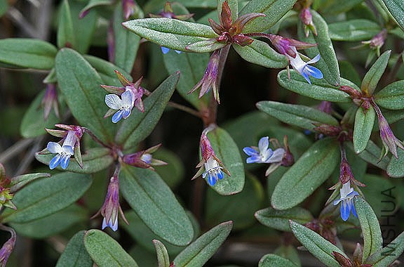 Collinsia parviflora_Scrophulariaceae_Blue-eyed Mary_105.jpg