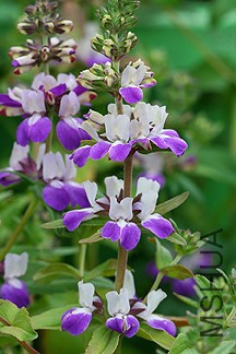 collinsia_heterophylla6.jpg