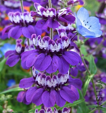 collinsia_species_close.jpg