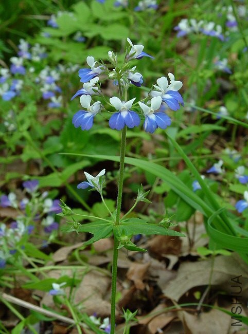 Collinsia_verna_plant.jpg