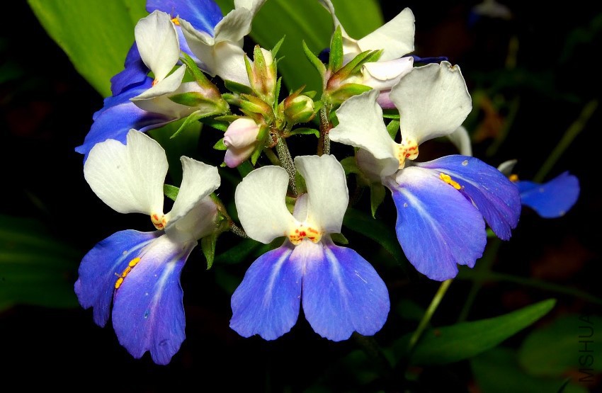 collinsia-verna.jpg