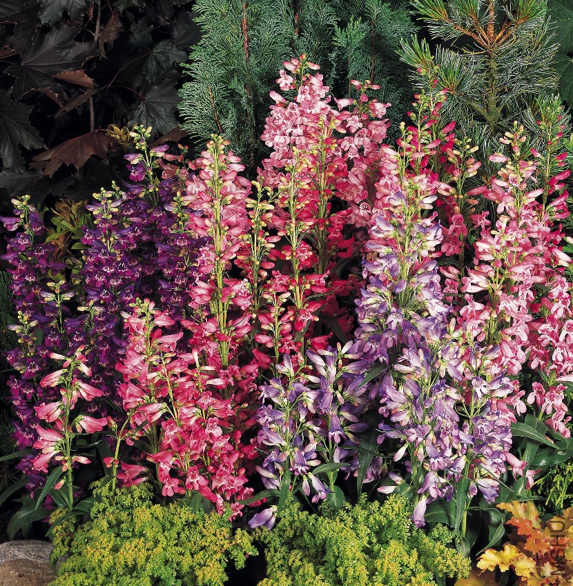 Penstemon Rondo Mix.jpg