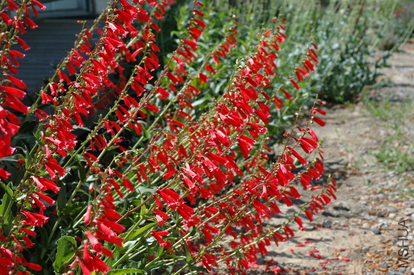 Penstemon_angustifolius.jpg