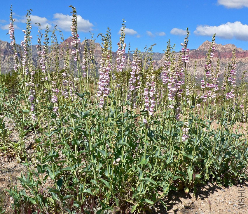 Penstemon_palmeri_4.jpg