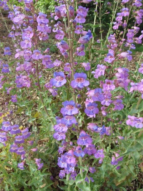 Penstemon_spectabilis-1.jpg