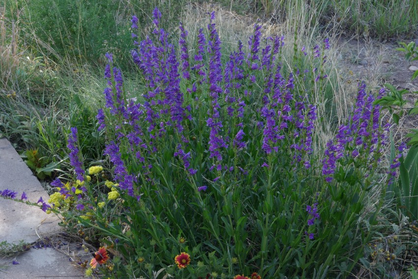 Penstemon_strictus_plant1.jpg