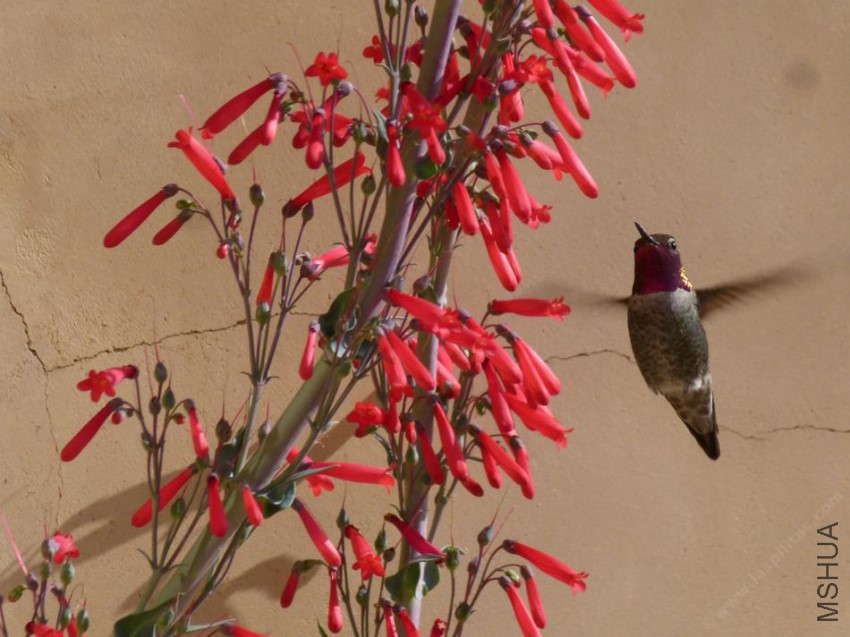 penstemon-centranthifolius-close-hummingbird.jpg