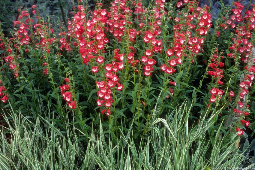 Penstemon-Firebird.jpg