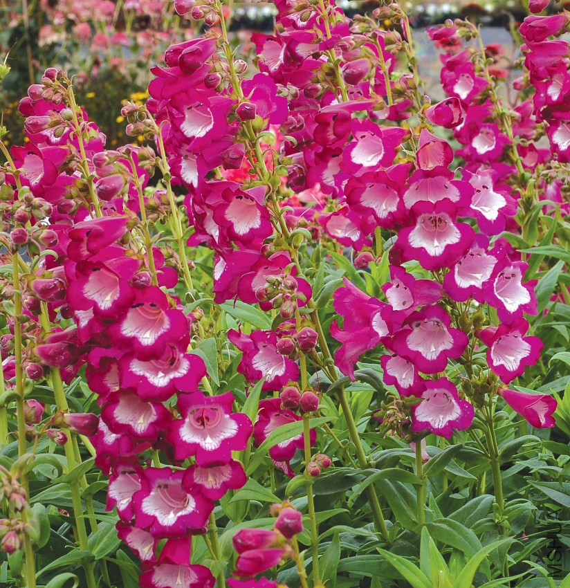penstemon-grape-taffy.jpg