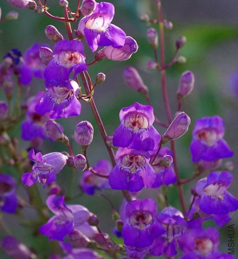 penstemon-grinnellii-scrophularioides.jpg