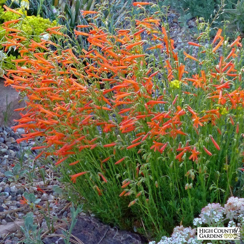 penstemon-pinnifolius-luminous-cc_1.jpg