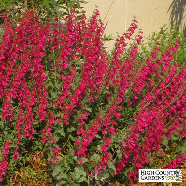 penstemon-pseudospectabilis-coconino-county-75766-2.jpg