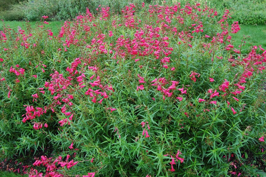 penstemon-schoenholzeri.jpg