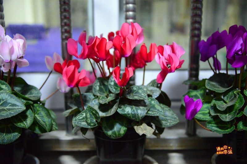 ��Ƭ 019_����.jpg