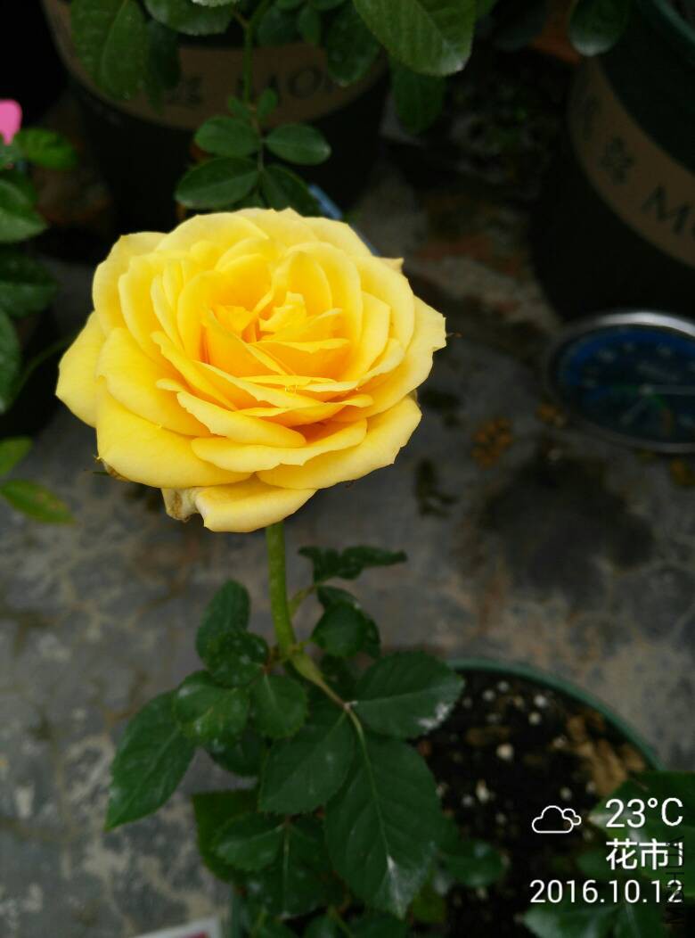 161953pjj7ury72gc0y72n.jpg