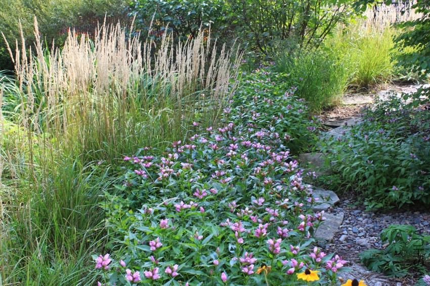 Chelone Hot Lips002.JPG